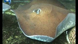 preview picture of video 'Rare Australian Freshwater Sharks & Rays'