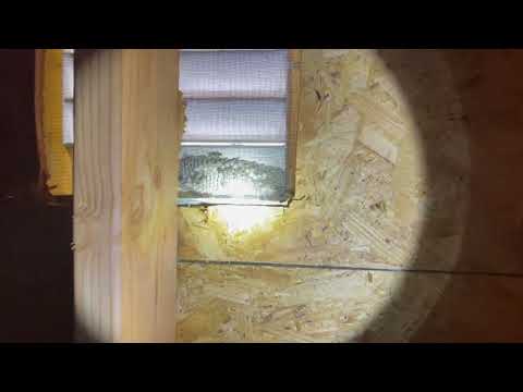 Yellow Jackets Found in the Gable Vent in New Brunswick, NJ