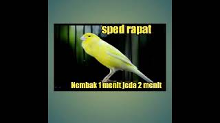 Download lagu masteran kenari  sped rapat   jeda 2 menit mp3