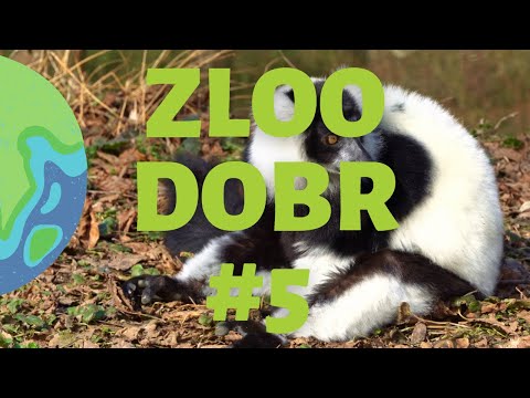 Zloo dobr z ZOO Ljubljana E5 (Živalski ambasadorji Madagaskarja)