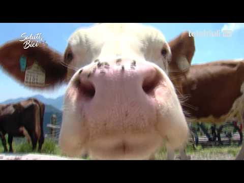 Saluti e Bici Zoncolan Bike Park