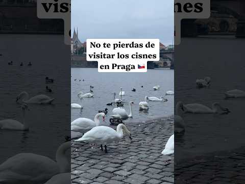 No te pierdas de visitar a los Cisnes en Praga 🇨🇿