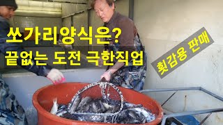 쏘가리양식은 도전과 극한직업