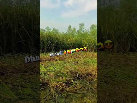 Bhan ki kheti bidha nagla ki farming 😎🫶😘🥰✌️🖇️💯😇