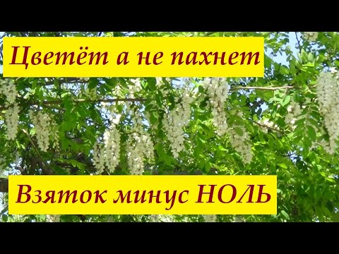 Майский взяток и рамки тарабанки