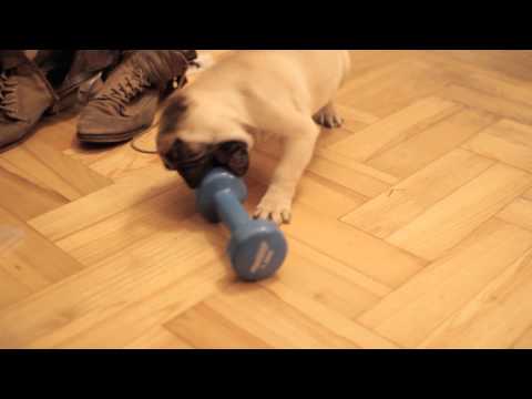 Pug playing