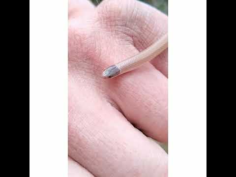 I Never Knew I Could Love A Snake... The Reptilian Sort