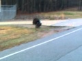 wild turkey chases car wild turkey chases car