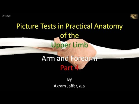 Test obrazkowy - anatomia ramienia i przedramienia część 4