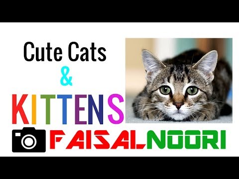 Cats and Kittens playing [ Faisal Noori]