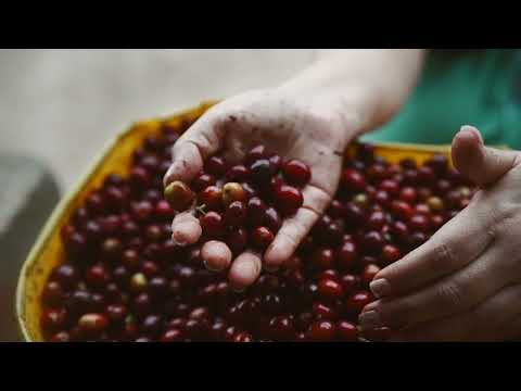 Café Casa Morêt El origen de nuestro café de especialidad en Sevilla, Valle