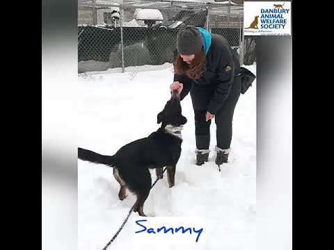 DOG OF THE MONTH!, an adopted Australian Shepherd Mix in Danbury, CT_image-1