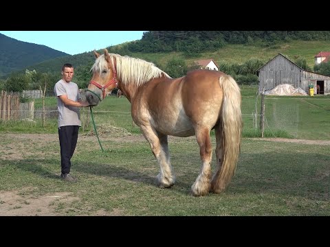 Caii lui Nelu de la Gura Raului, Sibiu - 2020 Nou!!!