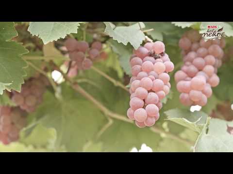 SPAR Kot nekoč - Darsad, edini pridelovalec slovenskega namiznega grozdja gutedel