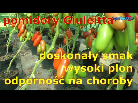 , title : 'pomidory Giulietta doskonały smak wysoki plon odporność na choroby'