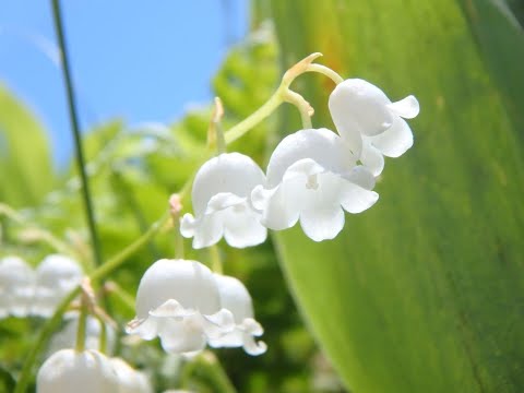 園芸 白人のワスレナグサ、シベリアバグロス