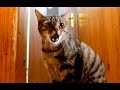 Sad Cat Misses His Owner Hidden Camera