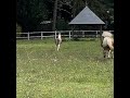 Filly French Saddle Pony For sale 2025 Coloured