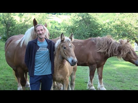 Caii lui Nicusor de la Abrud, Alba - 2020 Nou!!!