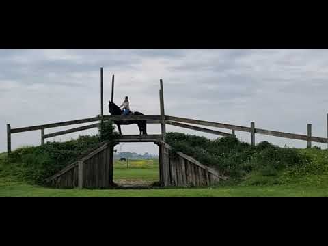 Stal Okkema's Willem - Pier x Krist - Gelding - 2015 - 1.72m