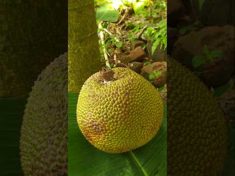 Ripe jackfruit cutting #shortvideo #jackfruitcutting #ytshorts
