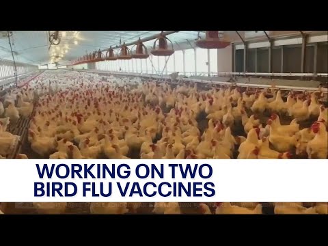 The Threat of Bird Flu: Is It Finally Spreading to Humans?