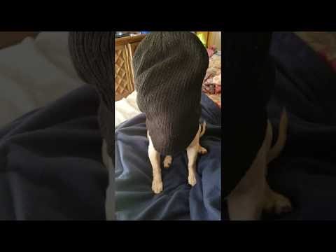 download lagu mp3 mp4 Bobo Name, download mp3 Bobo Name free download mp3, download mp3 Bobo Name