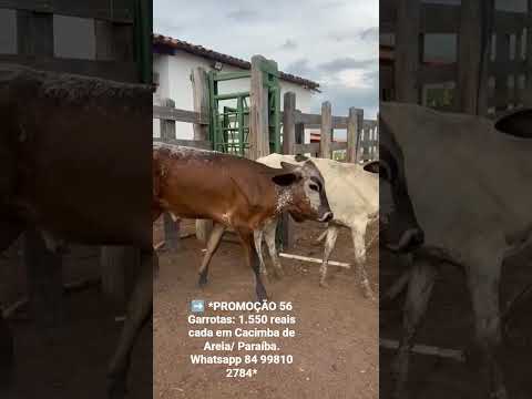56 Garrotas: 1.550 reais cada em Cacimba de Areia/ Paraíba. Whatsapp 84 99810 2784*#gado