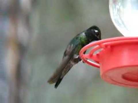 Magnificent Hummingbird