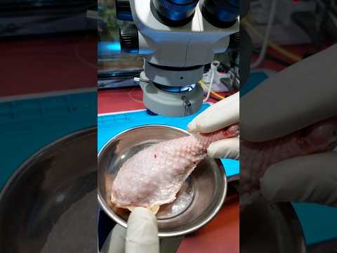 Chicken bacteria through a microscope ! 😱 #shorts #youtubeshorts #microscope