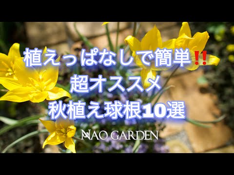 9月に植えるのに最適な球根はどれですか アイリス・レティキュラータ 日当たりの良い水はけの良い土壌