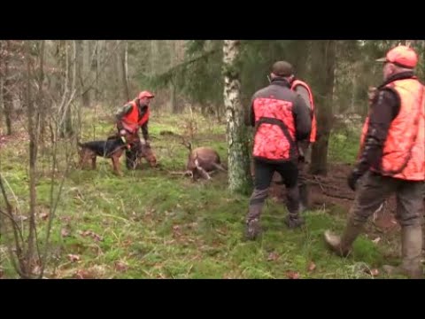 Spotkałem myśliwych - odcinek 184 Polowania dewizowe z ogarami polskimi.   Drugi dzień