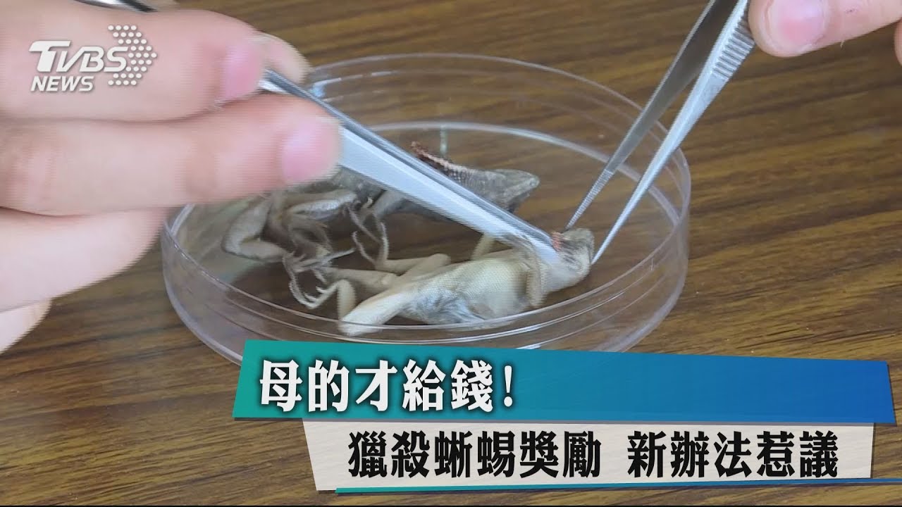母的才給錢!獵殺蜥蜴獎勵 新辦法惹議