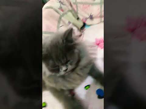 my pet cat Mr juplo #cat #tv #catfunny #manik