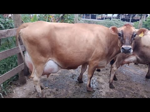 R$ 5.000 Nossa Renda com 3 Vacas Leiteiras Jersey em 1Hectare de Terra/75 Litros Dia/Sítio Pequeno