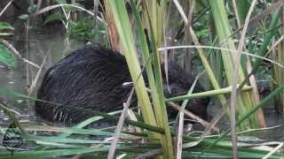 preview picture of video 'Huntley Meadows Park'