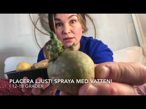 Odla potatis förgro rota potatis 5 potatissorter jag väljer i år