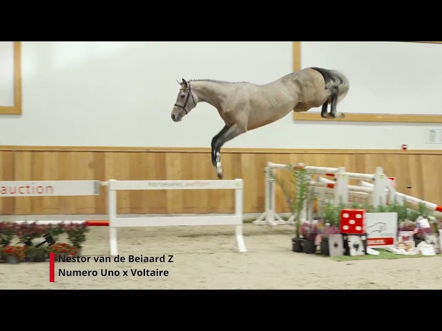 Nestor van de Beiaard Z