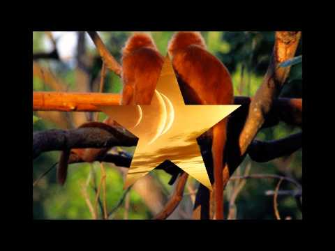 DELIGHT DESIRE ( TRANCE MIX )