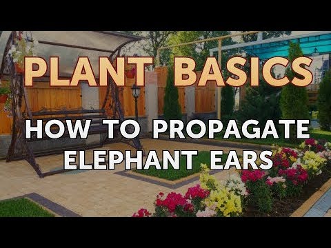 How to Dry an Overwatered Plant