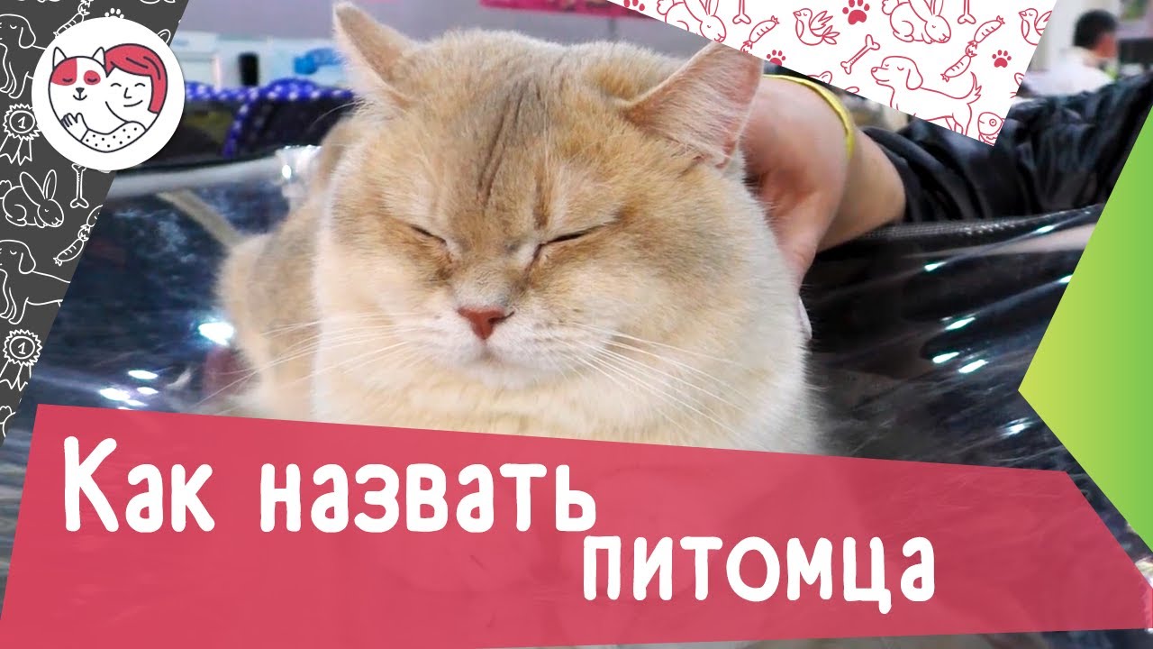 5 советов, как назвать питомца