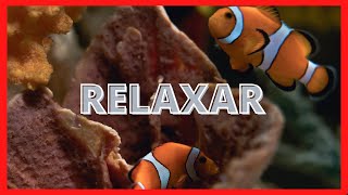 Relaxar a mente com o fundo do mar ( Relax your mind with the seabed)