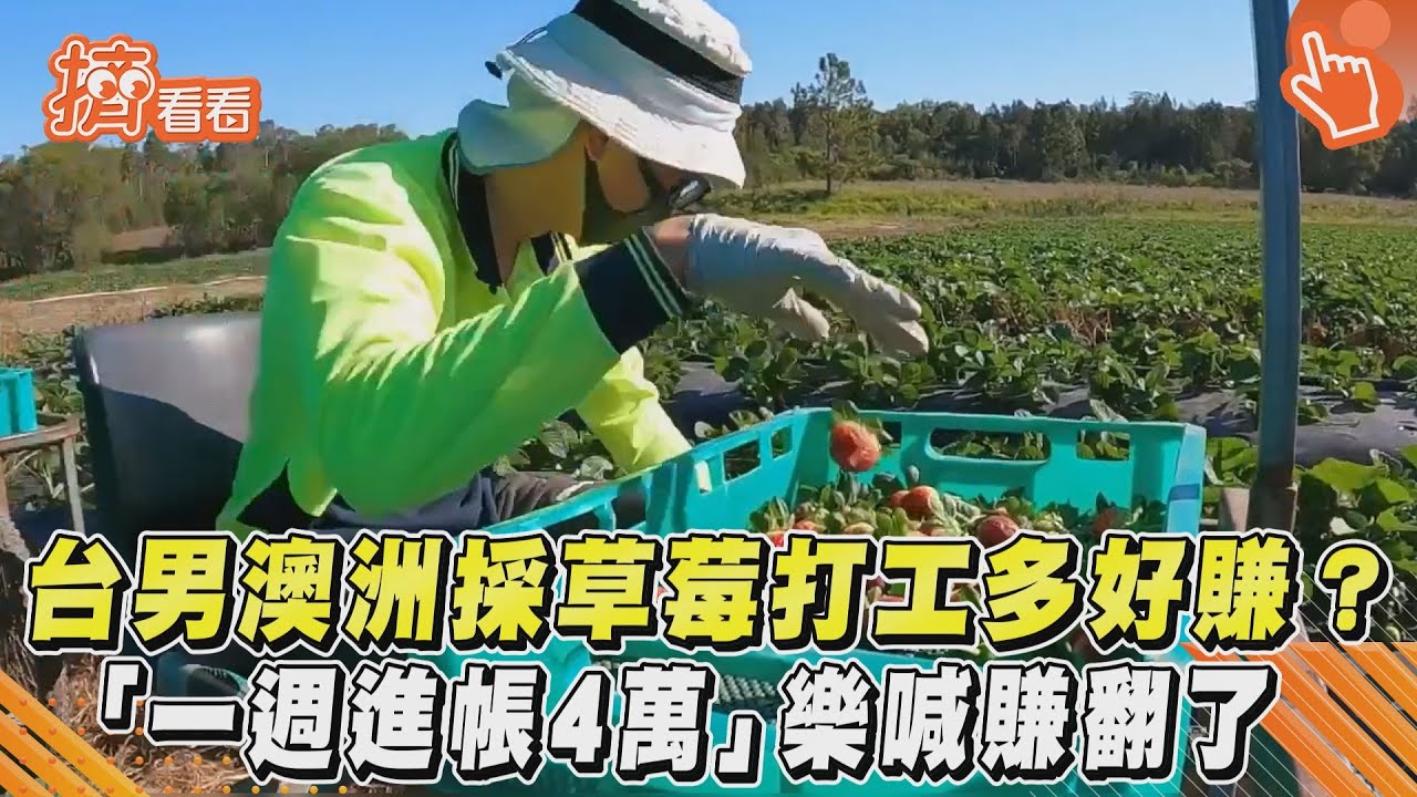 影音/台男澳洲採草莓打工多好賺? 「一週進帳4萬」樂喊賺翻了