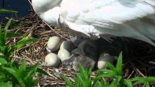 Swan&#39;s nest with eggs and birth of cygnets