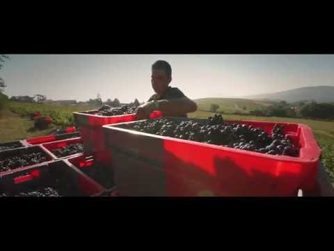 Vendanges 2016 du Beaujolais Nouveau