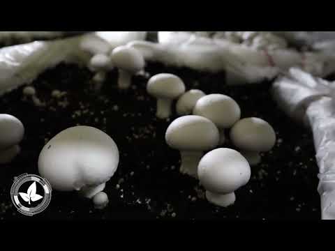 RECOGEN 10 TONELADAS DE CHAMPIÑONES DEL VALLE DE COCHABAMBA