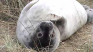 preview picture of video 'Common Seal, Horsey Dunes, Norfolk'