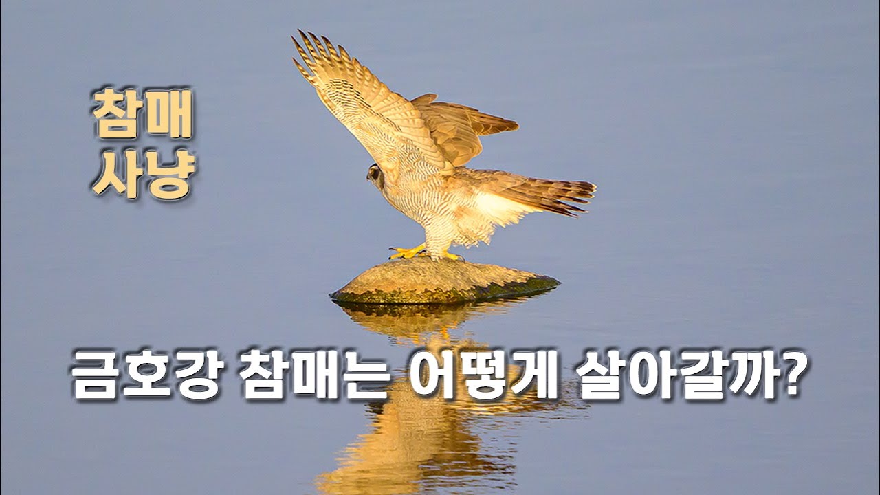 참매사냥(영상) 유튜브 썸네일