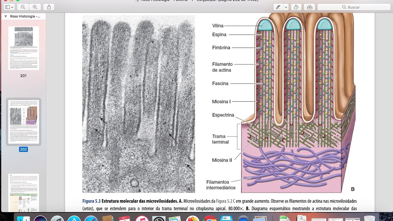 Histologia do tecido epitelial