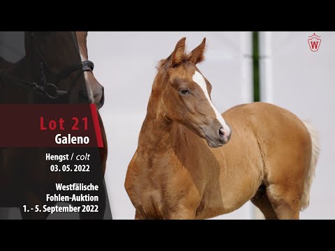 Fohlen-Auktion Lot 21  Galeno Hengst v. Golden Grey NRW - Valido´s Highlight